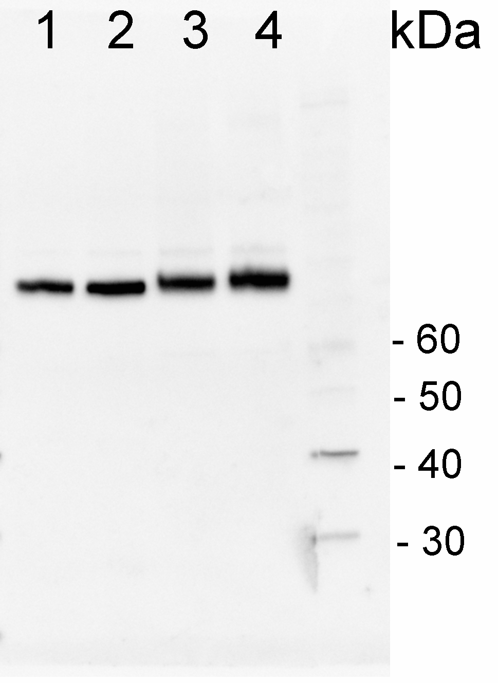 western blot image